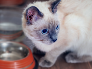 Siamese kitten sat next to a feeding bowl indoors